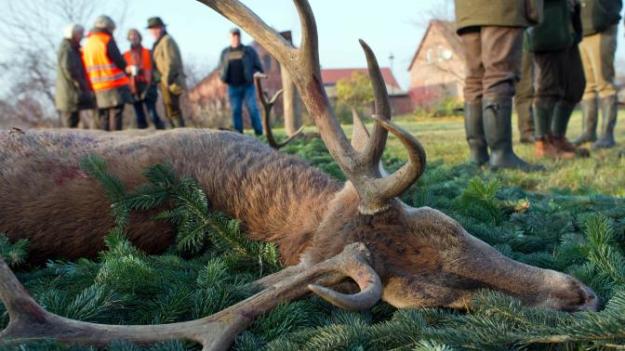 Jäger oder Gejagte? © ZDF
